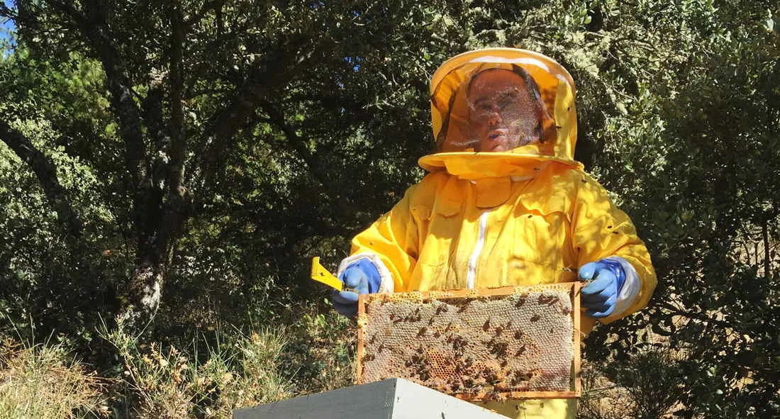 Apicultor con traje amarillo sujetando un cuadro de colmena cubierto de abejas durante la cosecha.