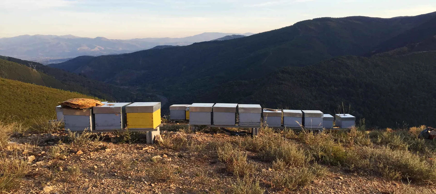 Hilera de colmenas de colores en la ladera de una montaña del Bierzo, con los montes al fondo.