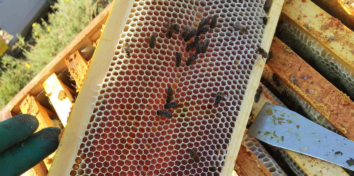 Primer plano de cuadros de panal con miel operculada sostenidos por una mano enguantada.